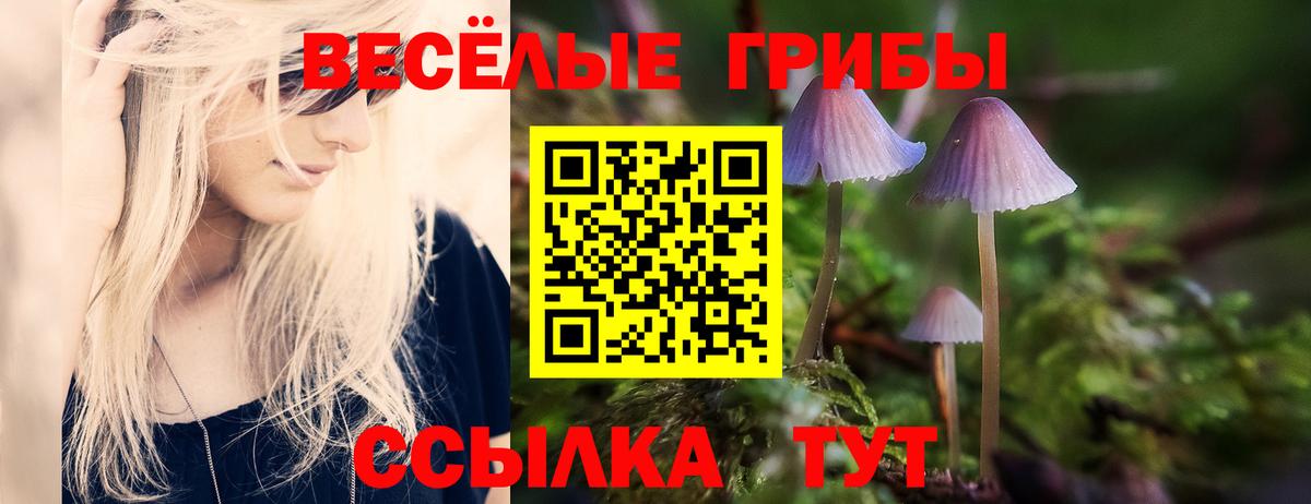 Псилоцибиновые грибы Psilocybine cubensis Тихвин